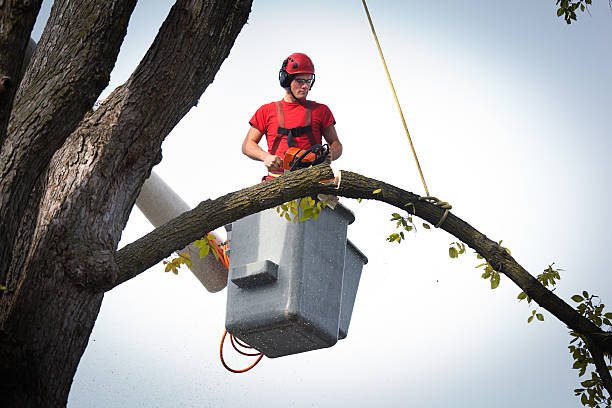 Best Professional Tree Care  in Eslon, CA